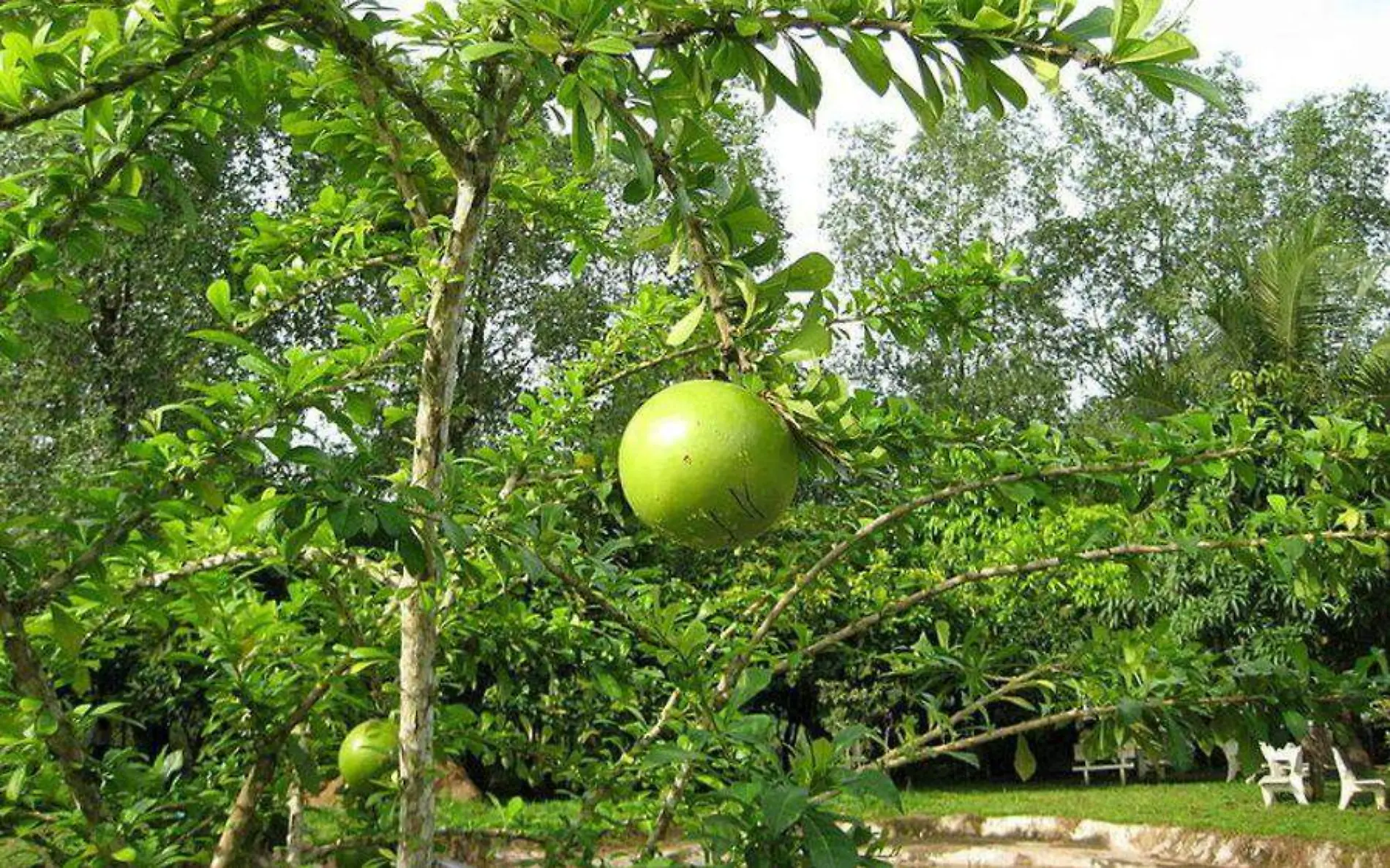 árbol de jícaro